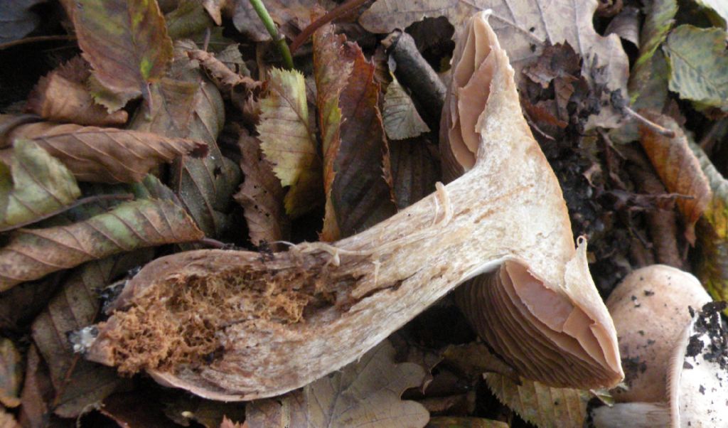 Fungo anonimo: forse un Entoloma?